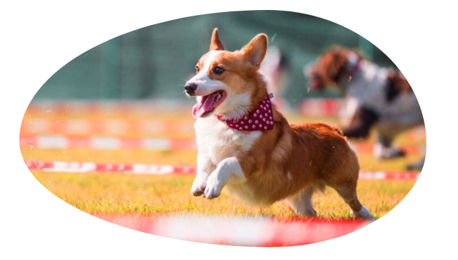 Dog with red bandana running through a dog competition course.