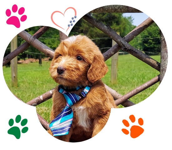 Brown puppy with necktie with colorful pawprints around image