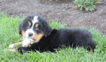 Black, brown, and white puppy laying in grass