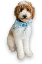 Brown and white puppy with bandana around neck