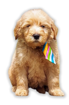 Light brown puppy with colorful necktie