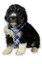 Black and white puppy with blue, black, and white necktie
