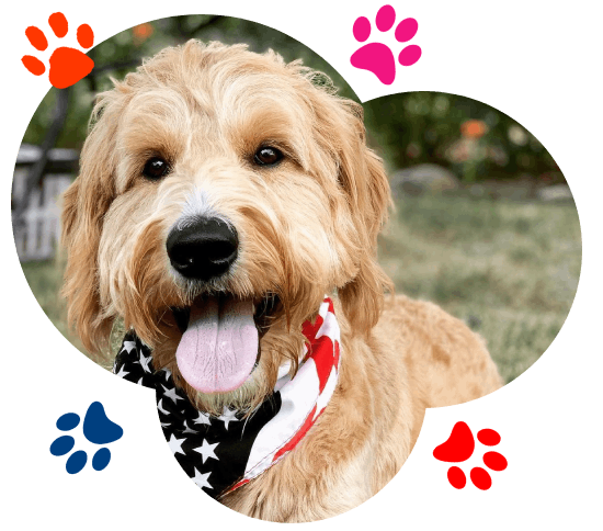 Light brown dog with American Flag bandana around neck. Colorful pawprints around image.