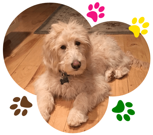 Cream colored dog laying on wooden floors. Colorful pawprints around image.