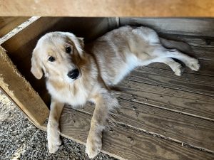 Golden Retriever available in guardian dog program. learn about our great guardian home program for dogs