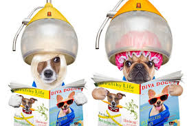 Funny picture of two dogs under heat styling dryers reading magazines