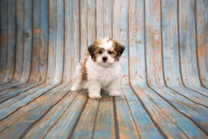 Shihpoo Puppies: The Ultimate Cuddly and Playful Family Addition