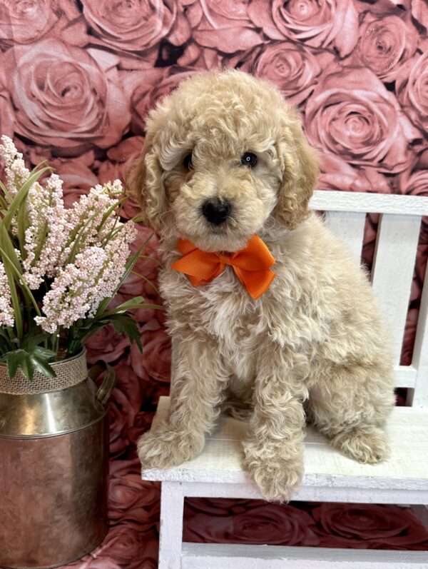 mini male generation goldendoodle cream abstract