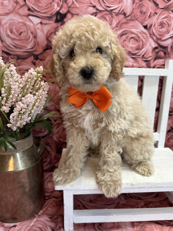 mini male generation goldendoodle cream abstract