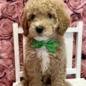 Multi generation mini golden doodle male apricot