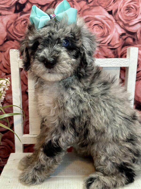 mini multigeneration merle female goldendoodle