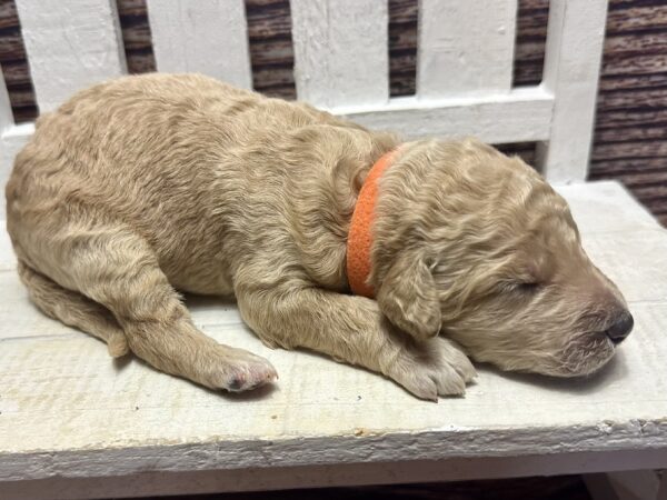 goldendoodle puppy for sale in Kannapolis NC