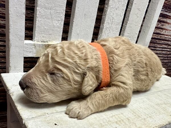 goldendoodle puppy for sale in Kannapolis NC