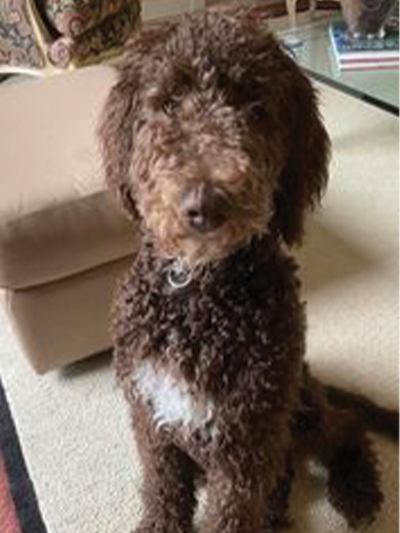Photo of Archi the F1b Shepadoodle