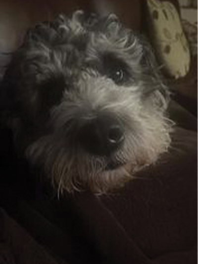 Photo of a Berenedoodle