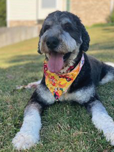 Photo of Chance the Bernedoodle