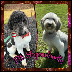 F1b Shepadoodle Puppies Available