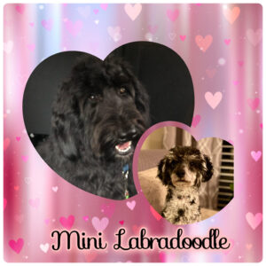 Mini Labradoodles in two heart shapes. One is a black labradoodle and the other is white and black.