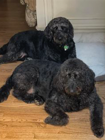 Photo of Marley (front) labradoodle and Ozzy (back) bernedoodle