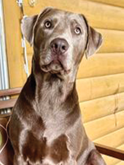 Photo of _ the Merle Silver Lab