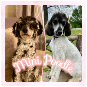 Two mini poodles. One is white and black with curly fur, the other is mainly white with black ears and nose and short fur.