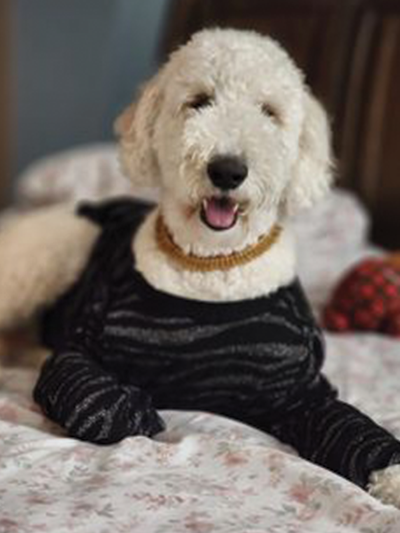 Photo of Ruby the F1b Labradoodle