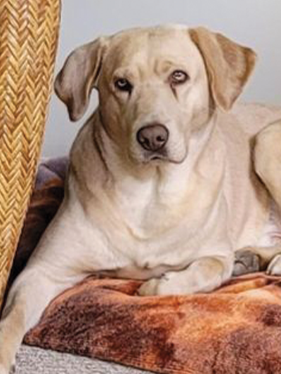 Photo of a Yellow Lab