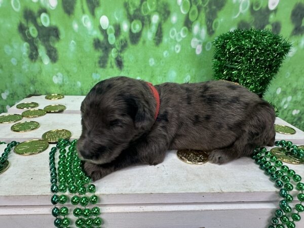 Blue merle abstract Shepadoodle for sale in Charlotte North Carolina