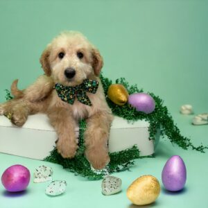 apricot Goldendoodle for sale in concord nc
