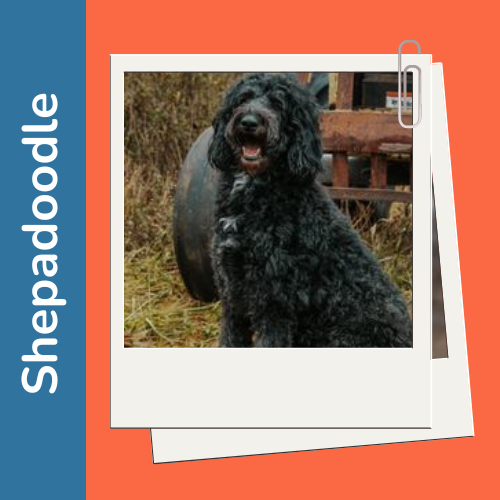 A Shepadoodle in a polaroid picture