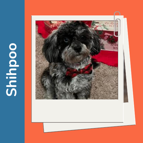 A black and grey shihpoo sitting on the floor in a polaroid picture
