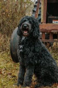 Black Shepadoodle sitting in front of a tractor