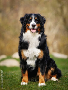 Black, Brown and White Bernese Mountain Dog sitting in the grass