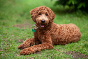 Brown labradoodle laying down in the grass wearing a collar with a green tag