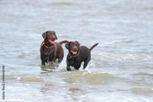 two chocolate Labrador Retrievers playing at the beach in the water