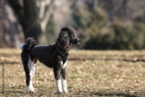 Black Moyen Poodle with white legs standing in a park