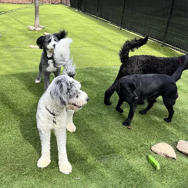 Dog Training for Every Life Stage in Charlotte, NC
