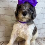 chloepurple2