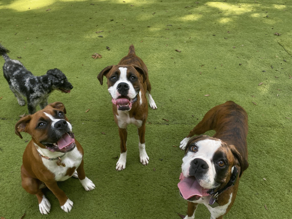 Dog Boarding vs. Pet Sitters: What’s Better for NC Dog Owners?