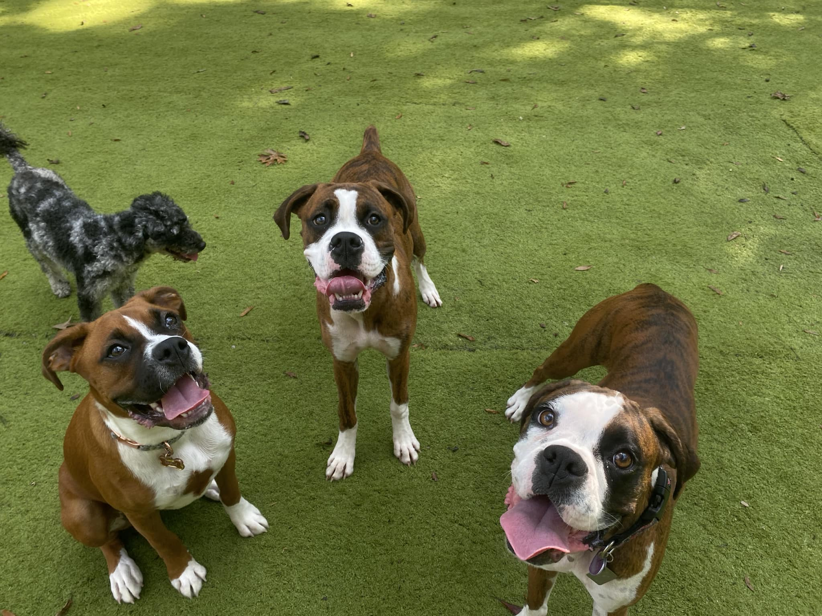 Dog Boarding vs. Pet Sitters: What’s Better for NC Dog Owners?