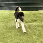 2C73C453-4866-4249-89A2-54C924378729_1_201_a