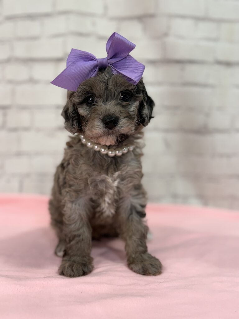 Why Every Puppy Deserves Early ENS Training