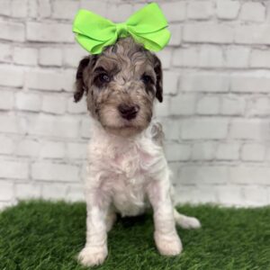 Nellie (Pink Collar)