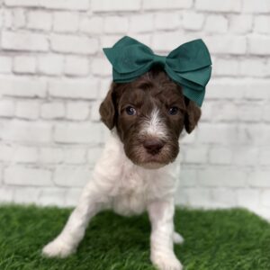 Nicolette (Purple Collar)