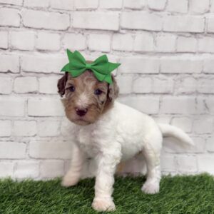 Norah (Yellow Collar)