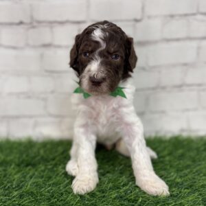 Neptune (White Collar)