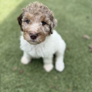 Norah (Yellow Collar)