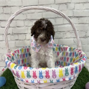 Neptune (White Collar)