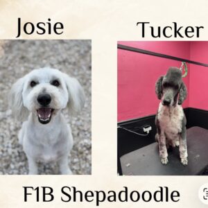 Female F1B Shepadoodle