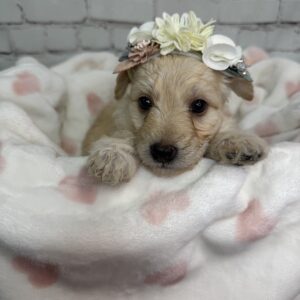 Rosalind